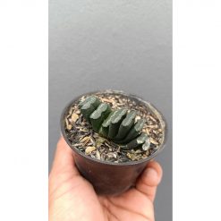 2641. Haworthia Truncata