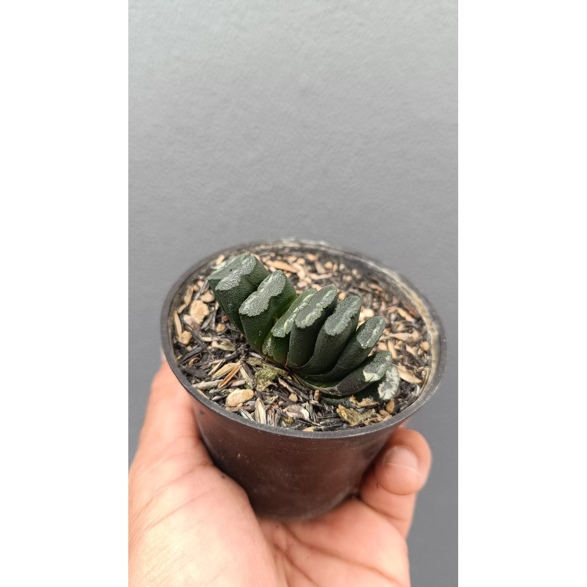 2641. Haworthia Truncata
