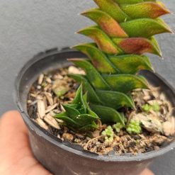 2684. Haworthia Viscosa 3pcs - Image 2