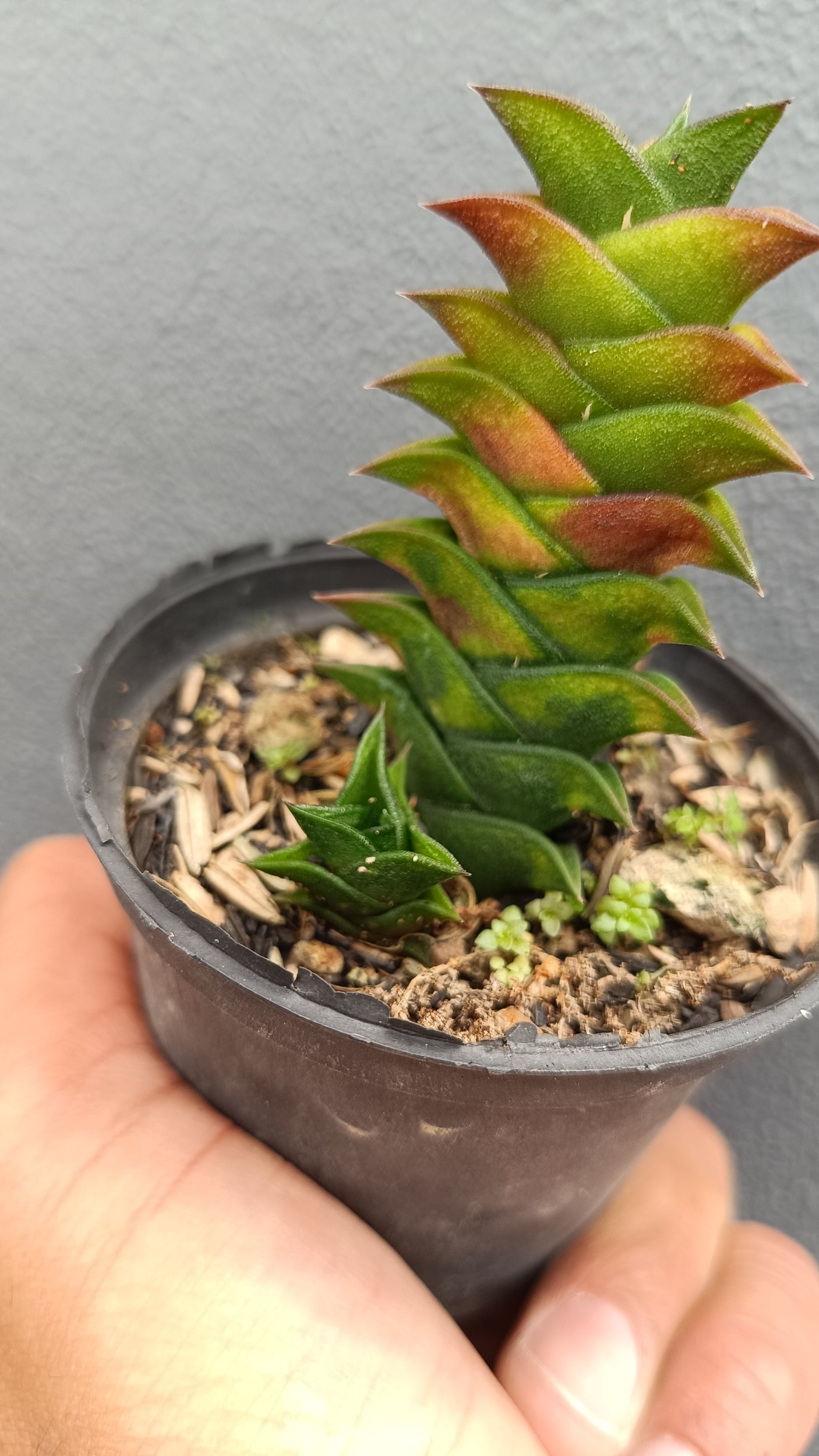 2684. Haworthia Viscosa 3pcs - Image 2
