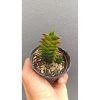 2684. Haworthia Viscosa 3pcs
