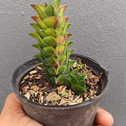 2684. Haworthia Viscosa 3pcs - Image 3