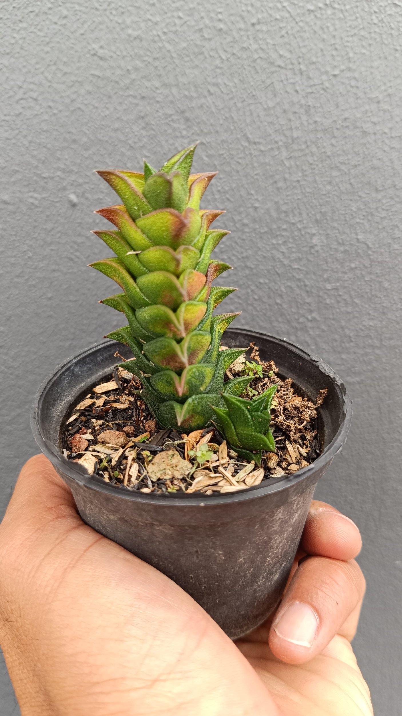 2684. Haworthia Viscosa 3pcs - Image 3