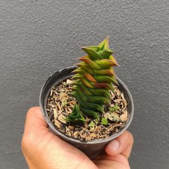 2684. Haworthia Viscosa 3pcs - Image 4