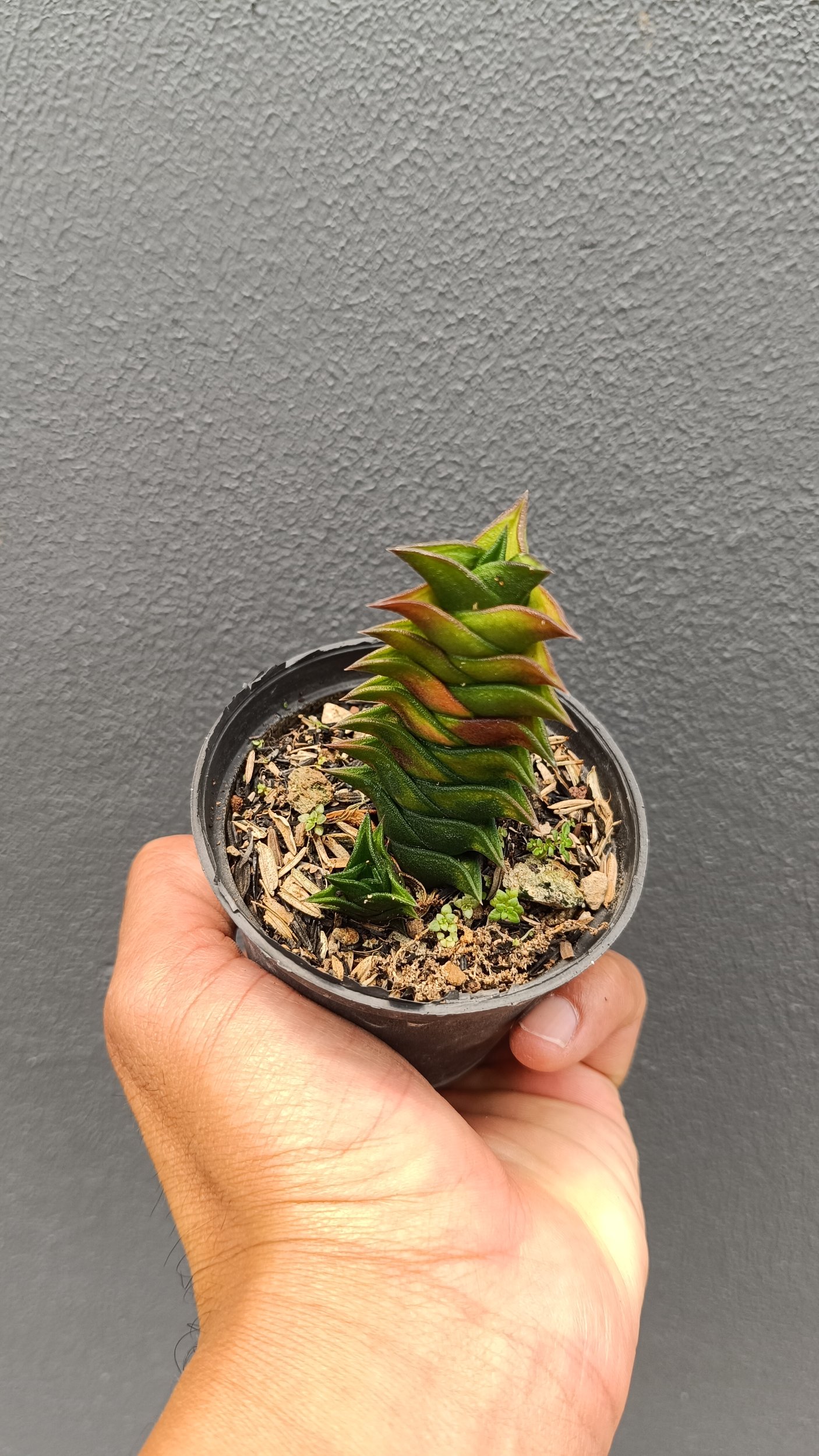 2684. Haworthia Viscosa 3pcs - Image 4