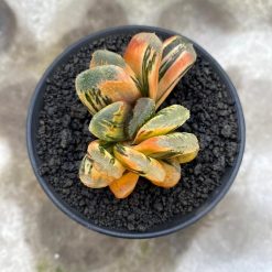 2626. Haworthia Yukikesiki Vatiegated - Image 2