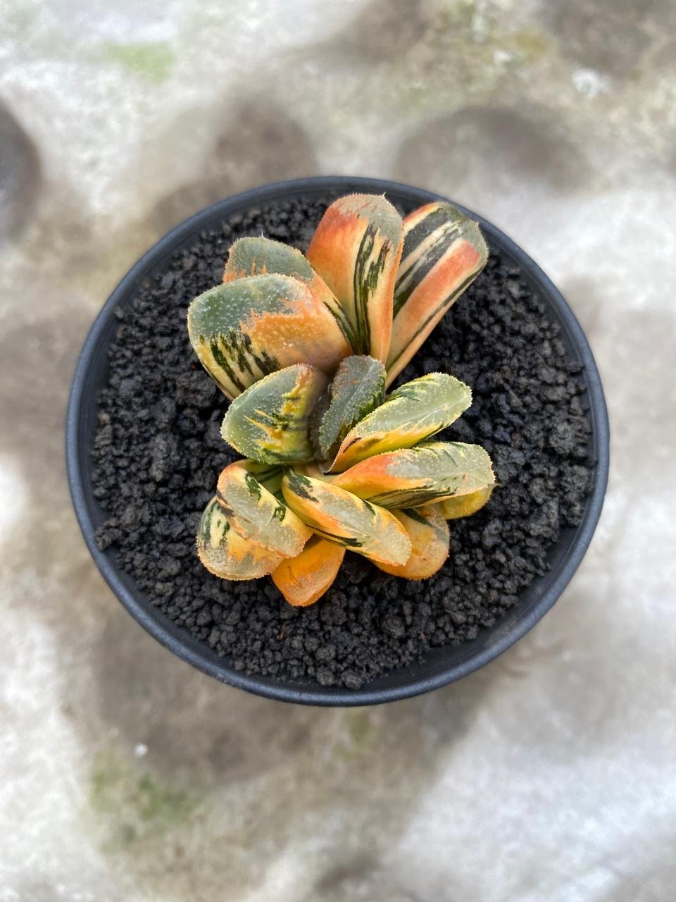 2626. Haworthia Yukikesiki Vatiegated - Image 2