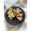 2626. Haworthia Yukikesiki Vatiegated