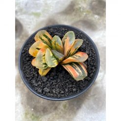 2626. Haworthia Yukikesiki Vatiegated