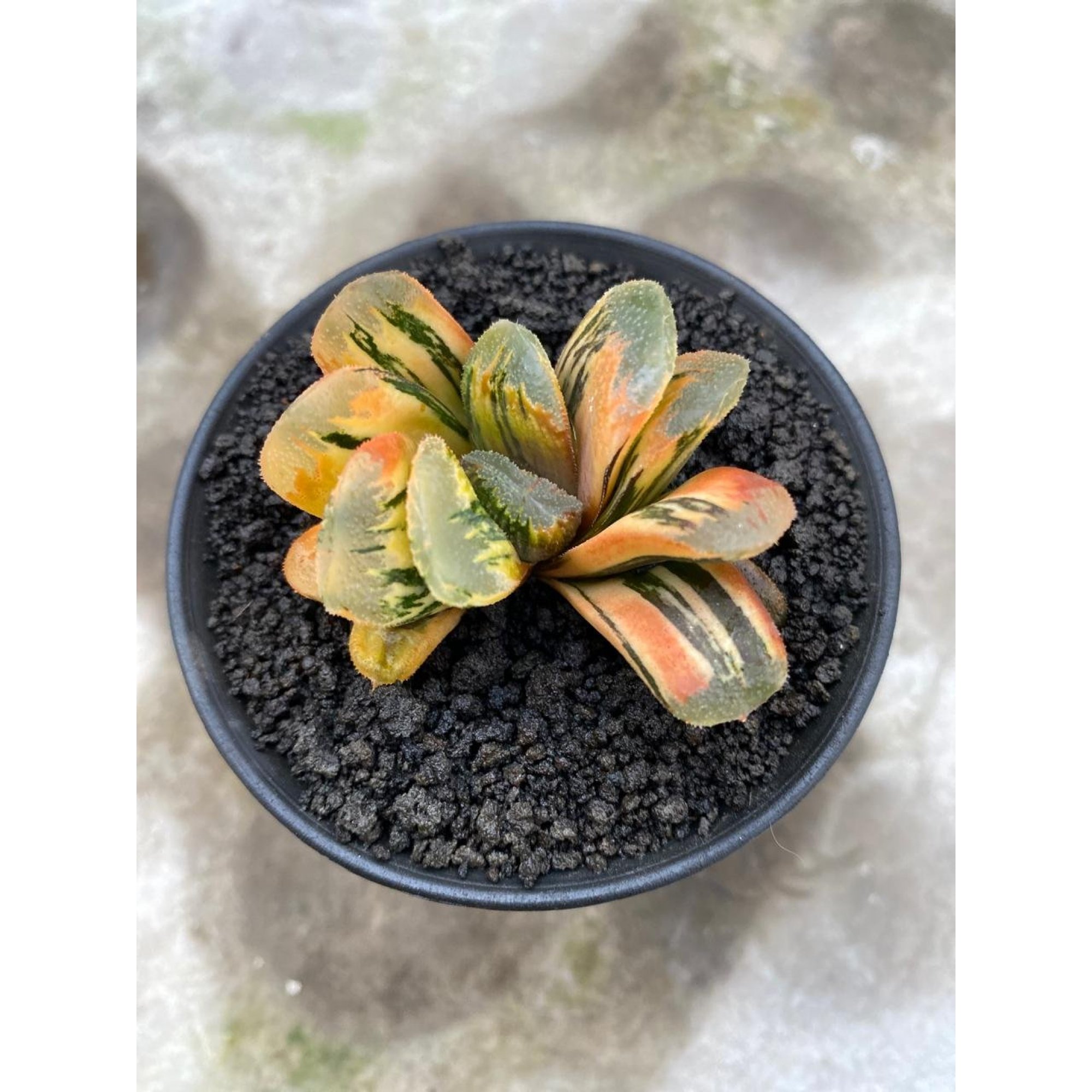 2626. Haworthia Yukikesiki Vatiegated