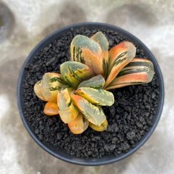 2626. Haworthia Yukikesiki Vatiegated - Image 3