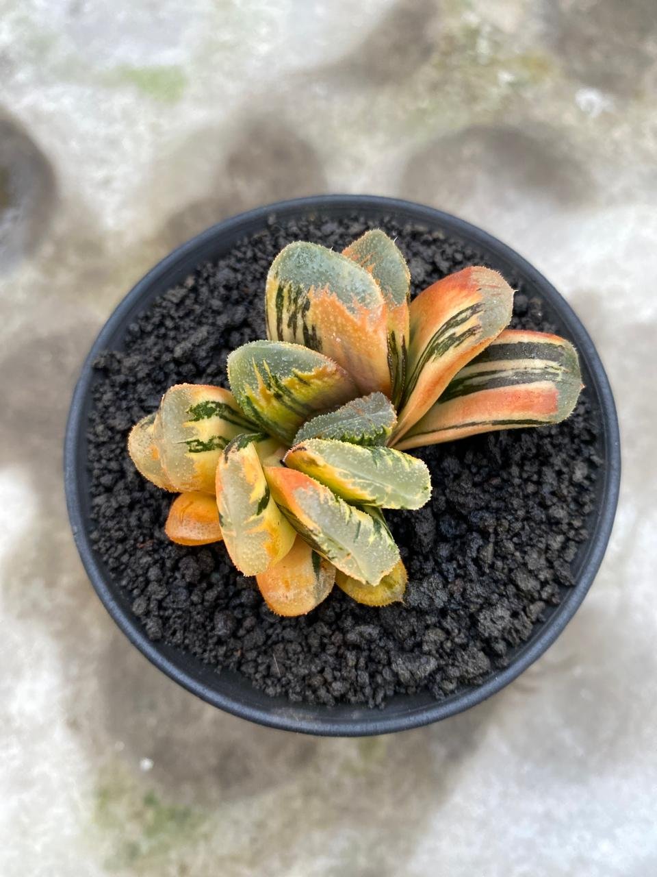 2626. Haworthia Yukikesiki Vatiegated - Image 3