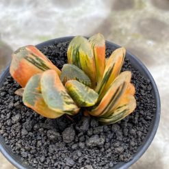 2626. Haworthia Yukikesiki Vatiegated - Image 4