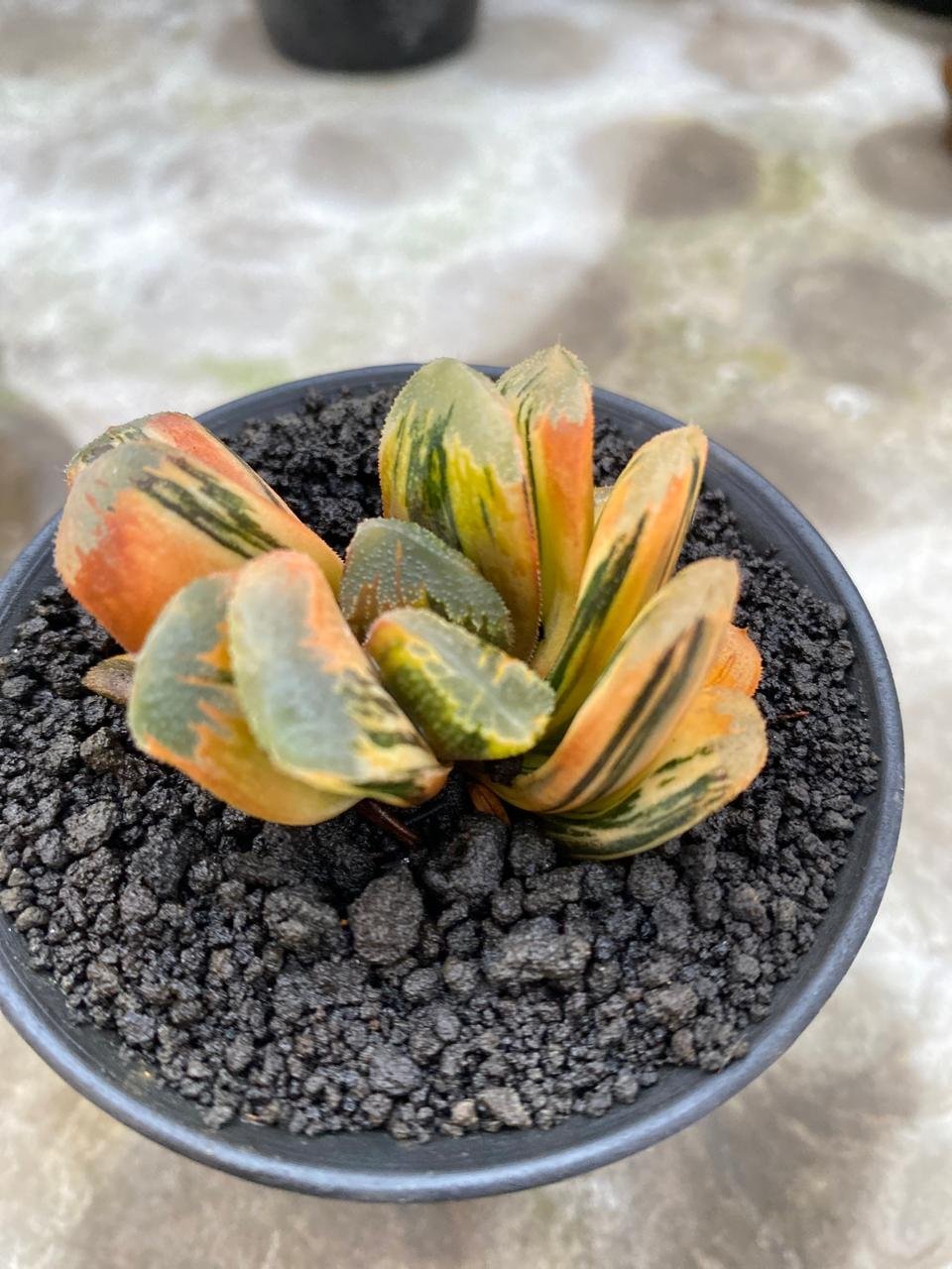 2626. Haworthia Yukikesiki Vatiegated - Image 4
