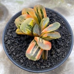 2626. Haworthia Yukikesiki Vatiegated - Image 5