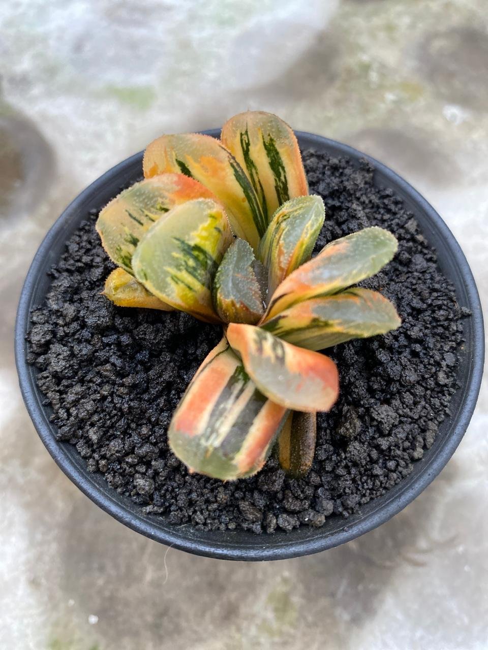 2626. Haworthia Yukikesiki Vatiegated - Image 5