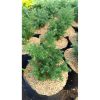 2620. Juniperus Chinensis 3pcs size 30 cm