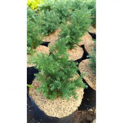 2620. Juniperus Chinensis 3pcs size 30 cm