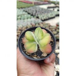 2670. Kalanchoe Flapjack Variegated 3pcs