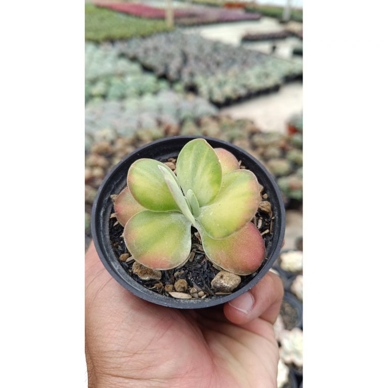 2670. Kalanchoe Flapjack Variegated 3pcs