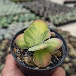 2670. Kalanchoe Flapjack Variegated 3pcs - Image 2