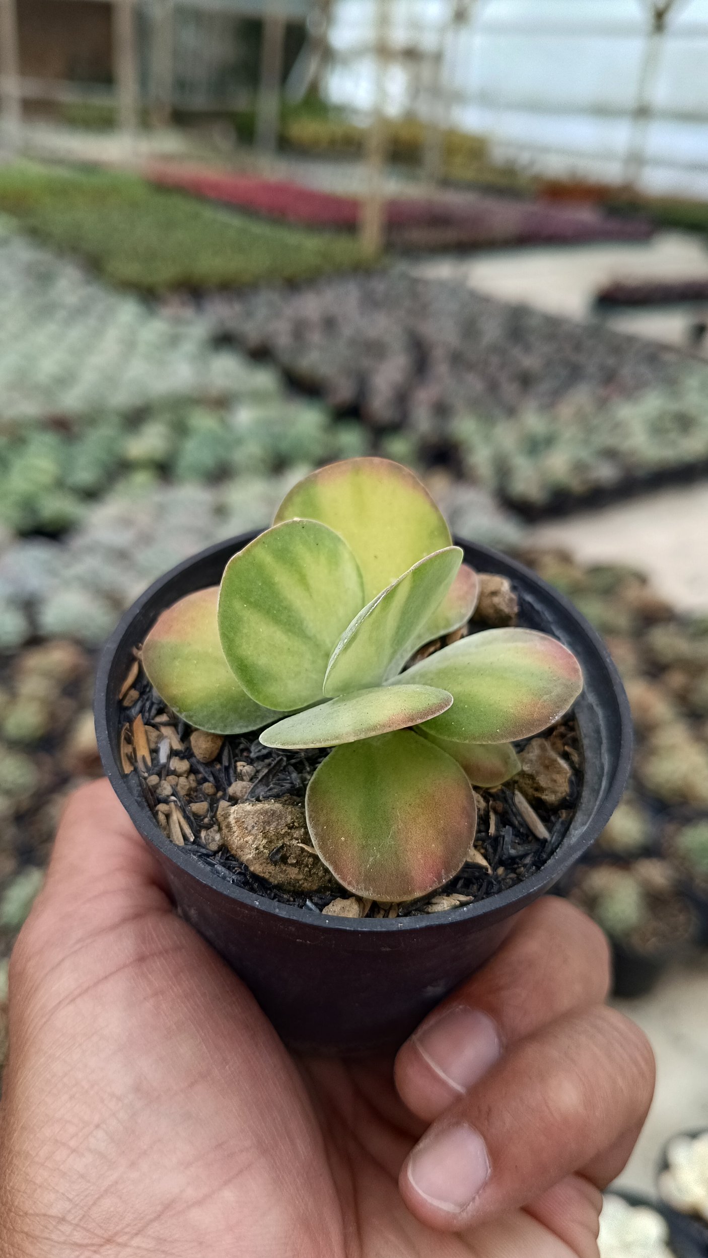 2670. Kalanchoe Flapjack Variegated 3pcs - Image 2