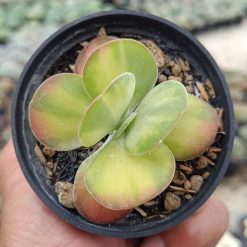2670. Kalanchoe Flapjack Variegated 3pcs - Image 3