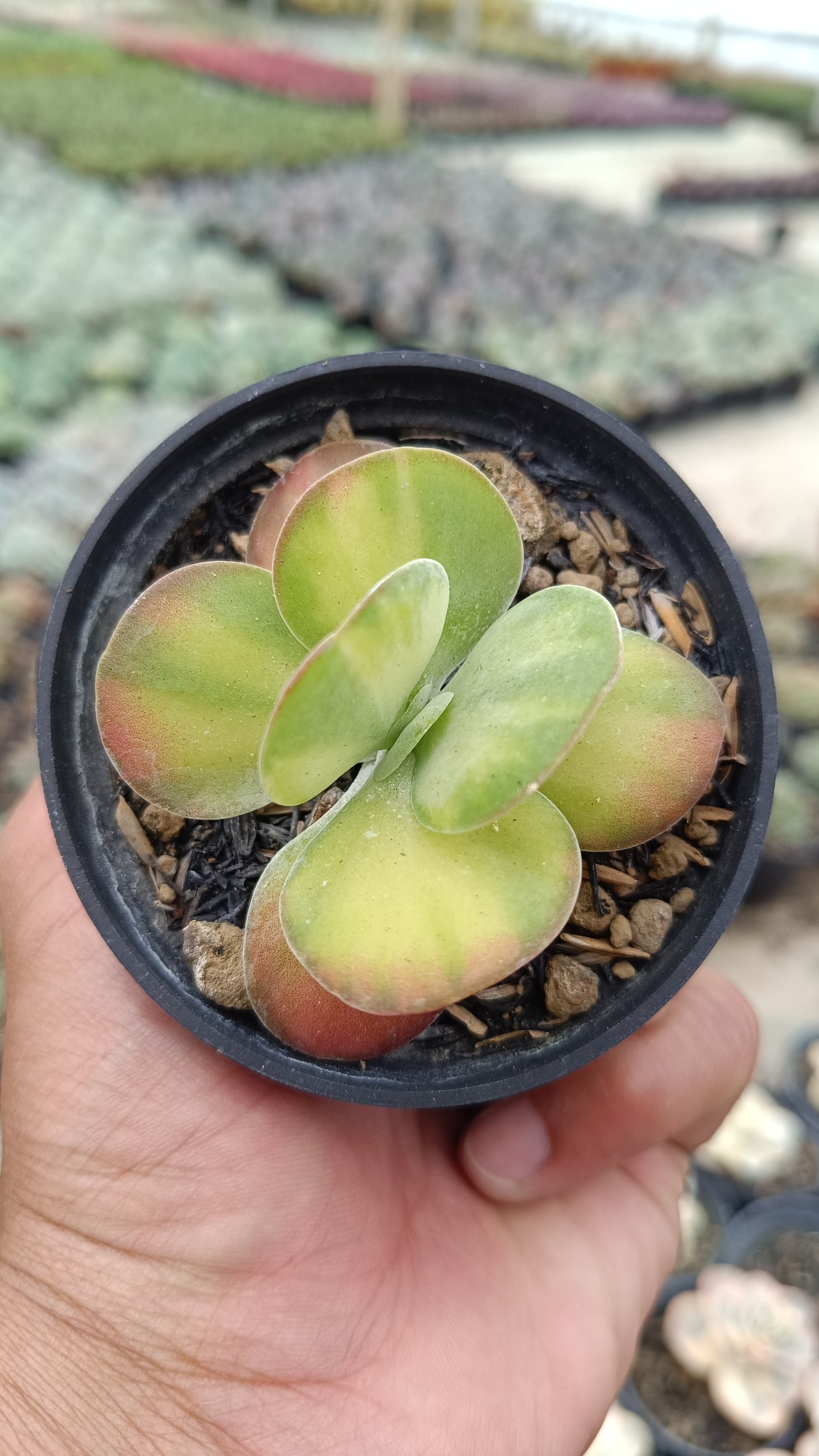 2670. Kalanchoe Flapjack Variegated 3pcs - Image 3
