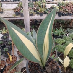 2698. Mason Mediopicta 2 Leaf