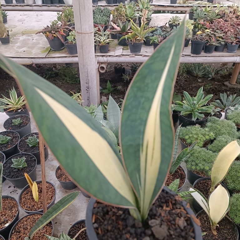 2698. Mason Mediopicta 2 Leaf