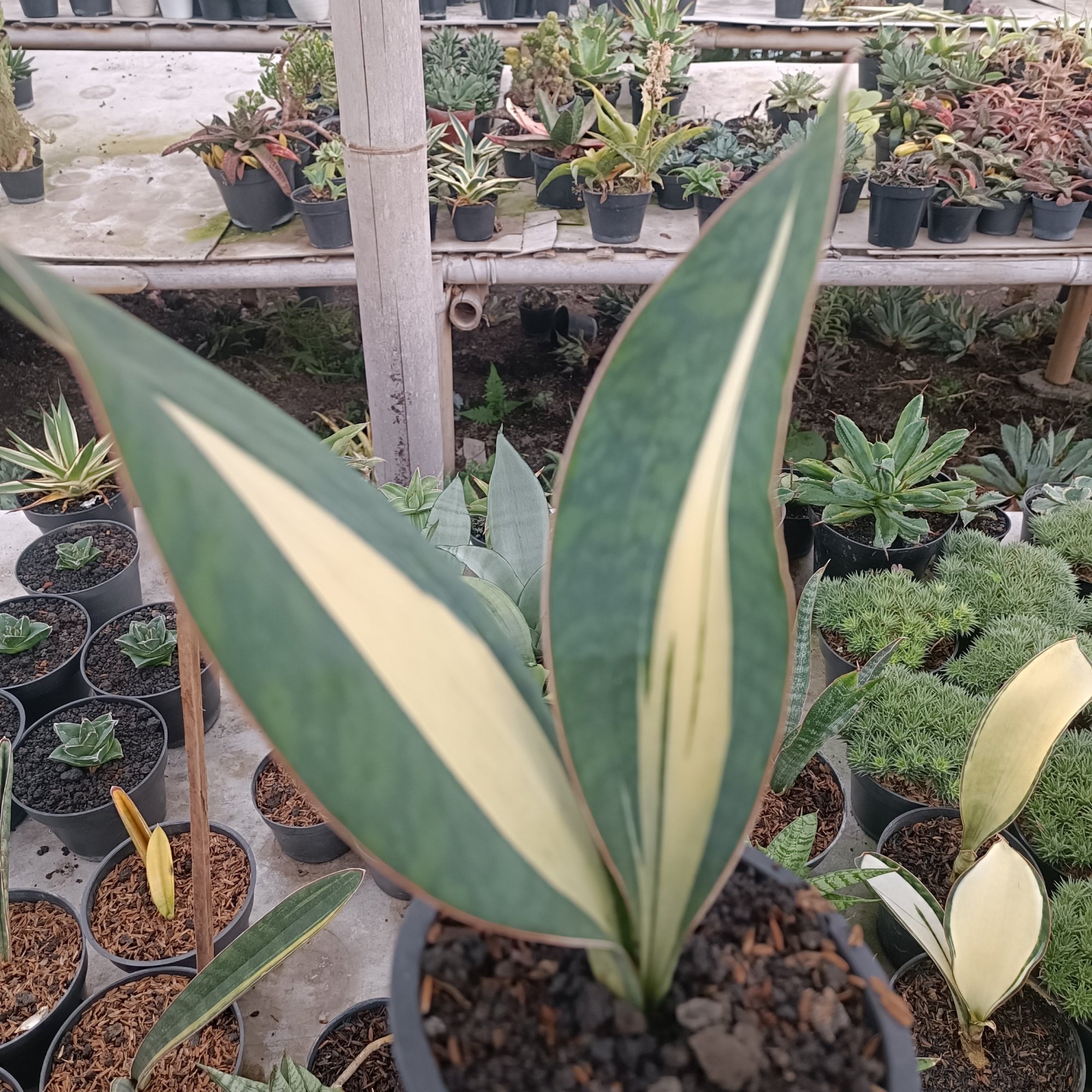 2698. Mason Mediopicta 2 Leaf