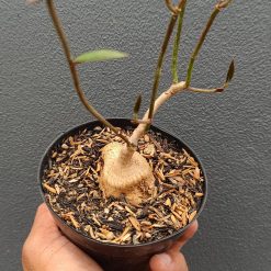 2690. Monadenium Rubellum size 20 cm - Image 2