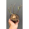 2690. Monadenium Rubellum size 20 cm