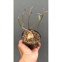 2690. Monadenium Rubellum size 20 cm