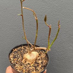 2690. Monadenium Rubellum size 20 cm - Image 3