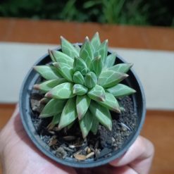 2624. Pachyphytum Compactum - Image 2