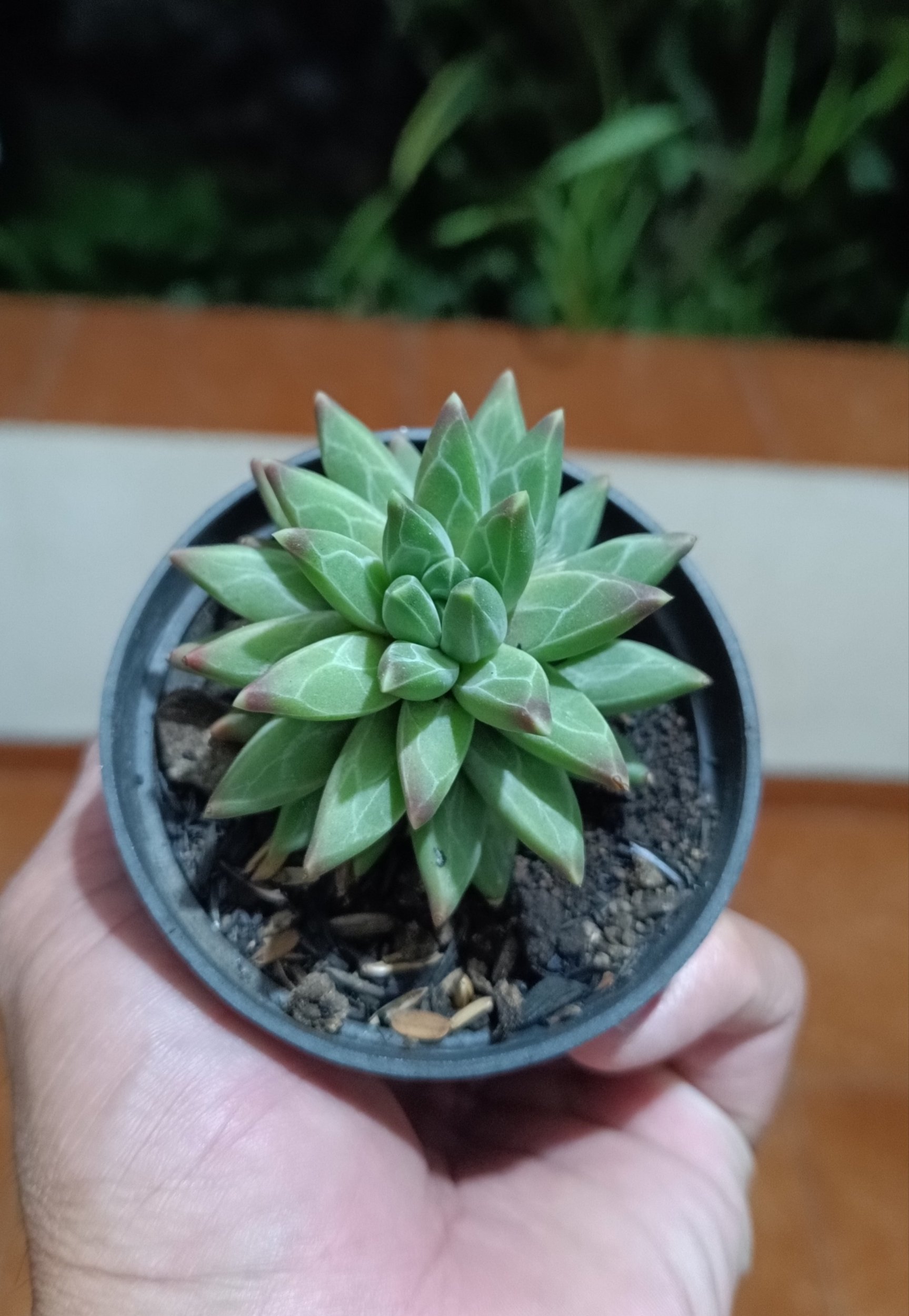 2624. Pachyphytum Compactum - Image 2