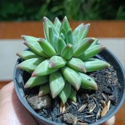 2624. Pachyphytum Compactum - Image 3