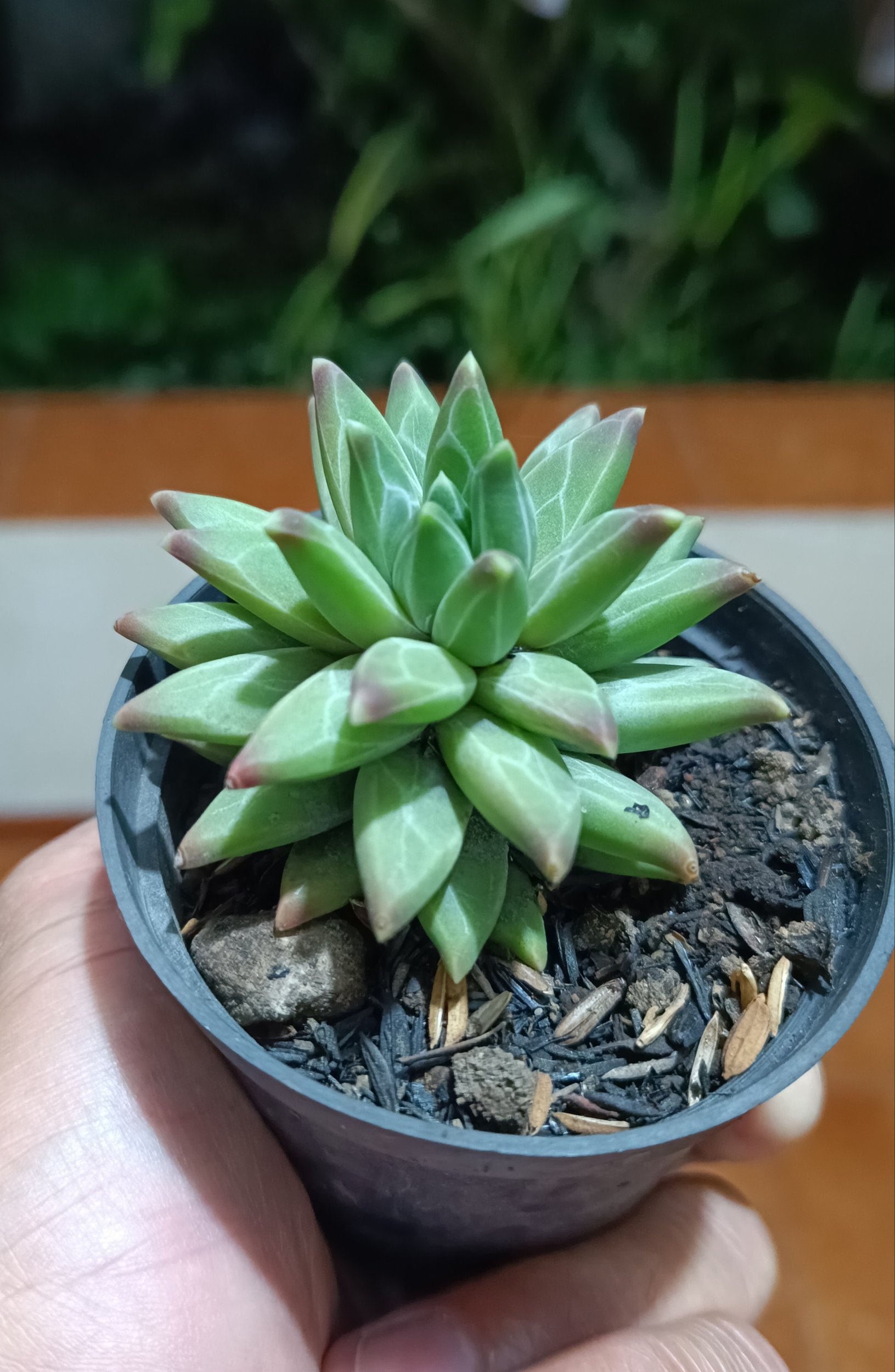 2624. Pachyphytum Compactum - Image 3