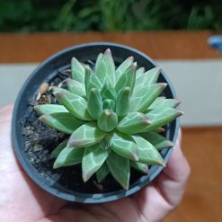 2624. Pachyphytum Compactum - Image 4