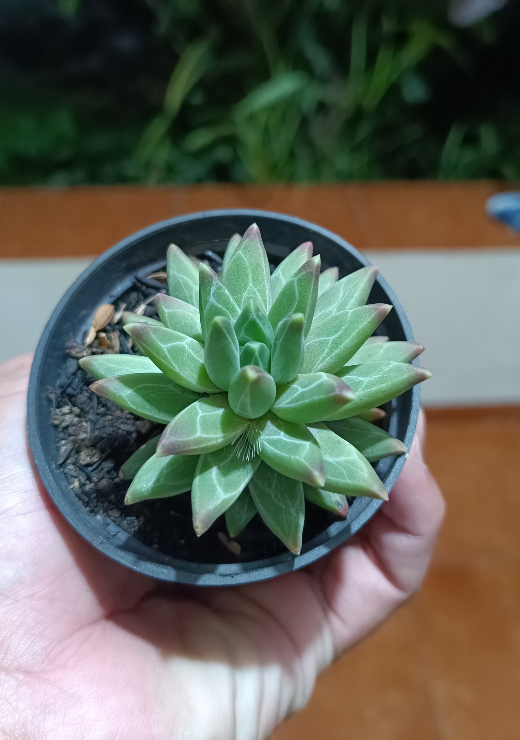 2624. Pachyphytum Compactum - Image 4