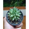 2624. Pachyphytum Compactum