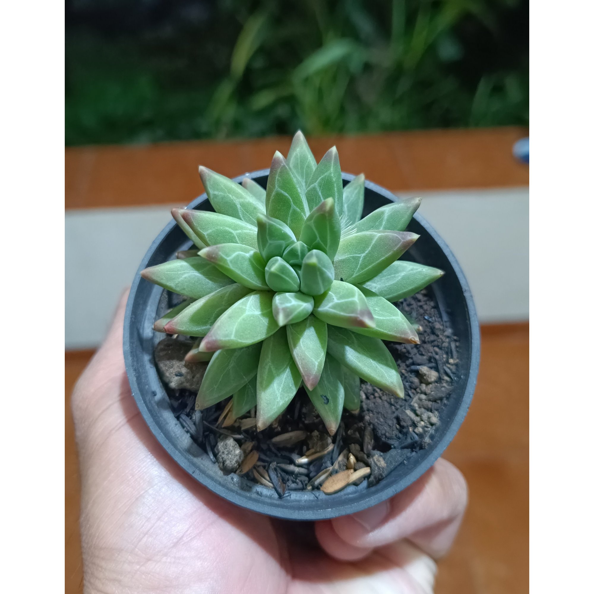 2624. Pachyphytum Compactum