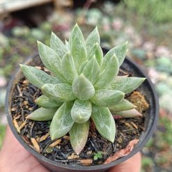 2678. Pachyphytum Hookeri 3pcs - Image 2
