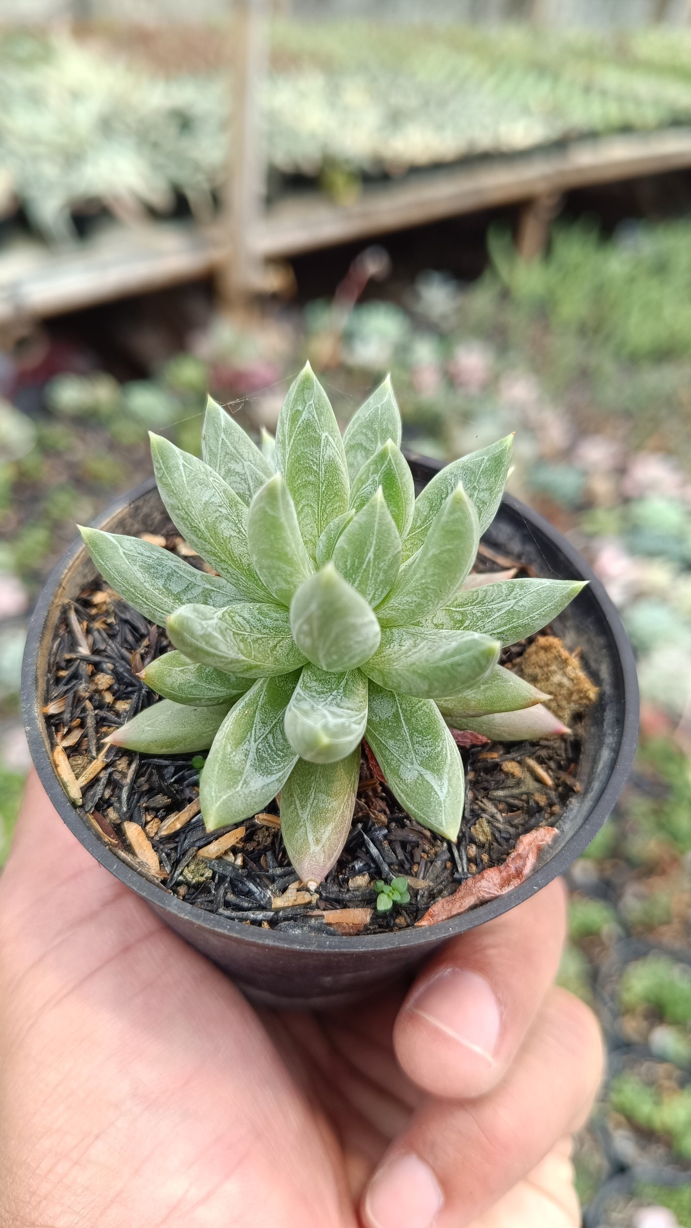 2678. Pachyphytum Hookeri 3pcs - Image 2