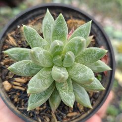 2678. Pachyphytum Hookeri 3pcs - Image 3