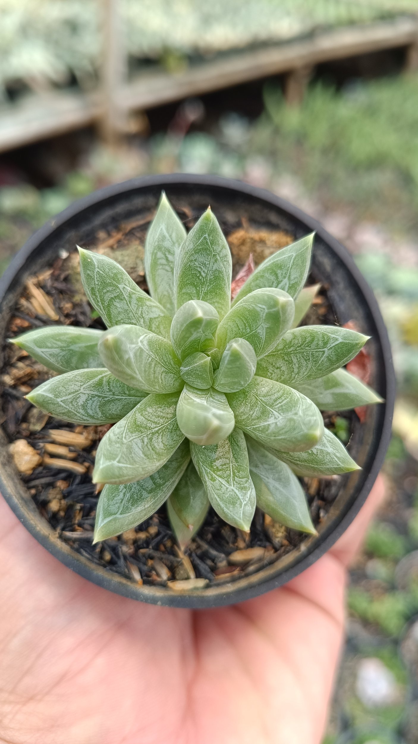 2678. Pachyphytum Hookeri 3pcs - Image 3