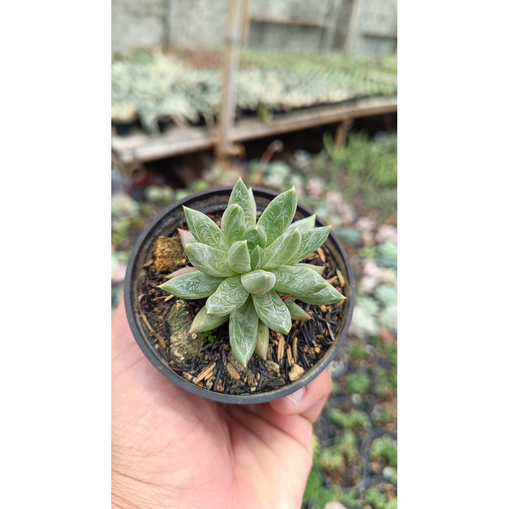 2678. Pachyphytum Hookeri 3pcs