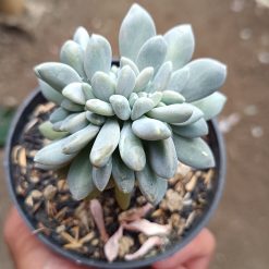 2669. Pachyphytum Hookeri Christata - Image 2