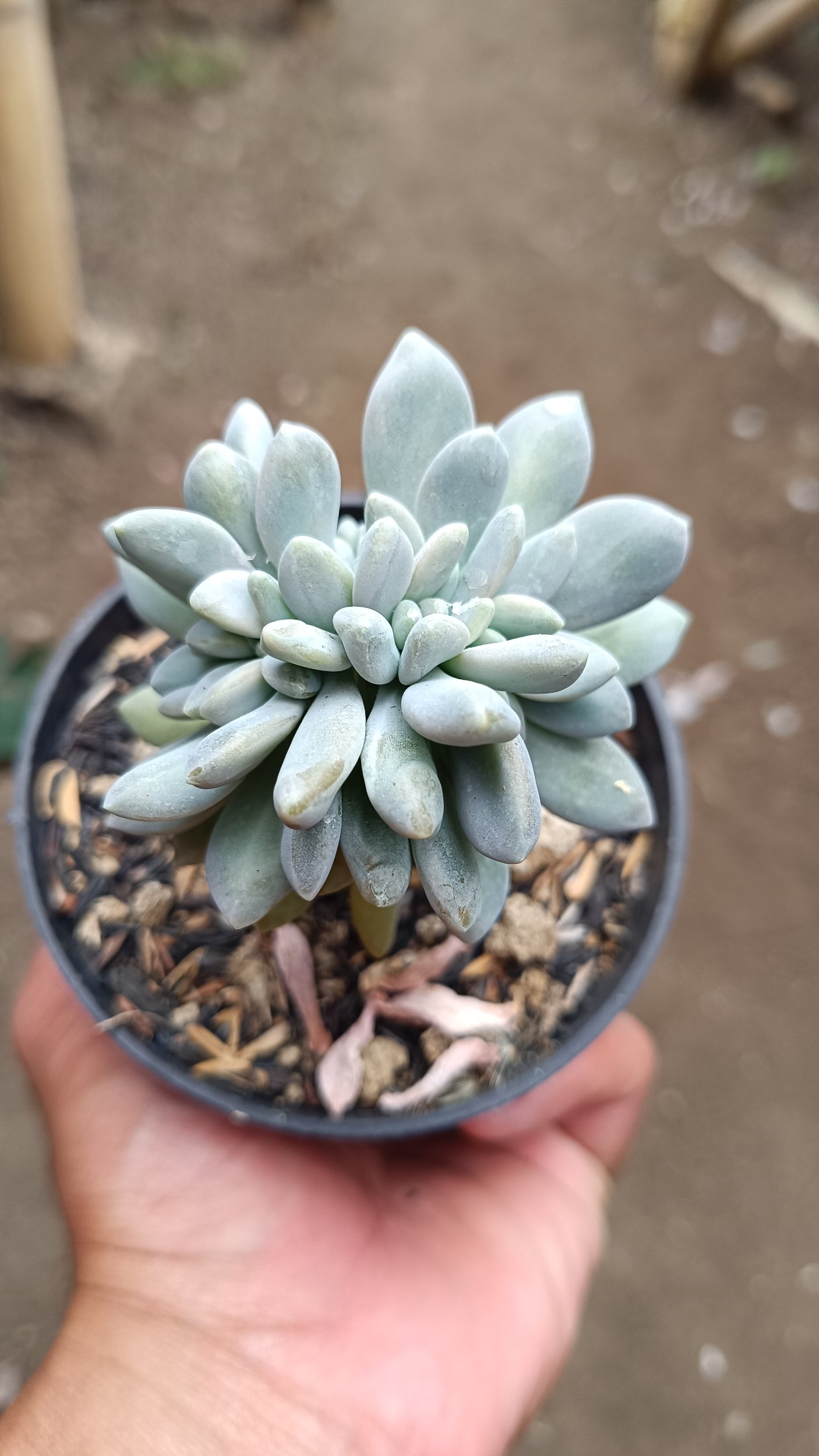 2669. Pachyphytum Hookeri Christata - Image 2